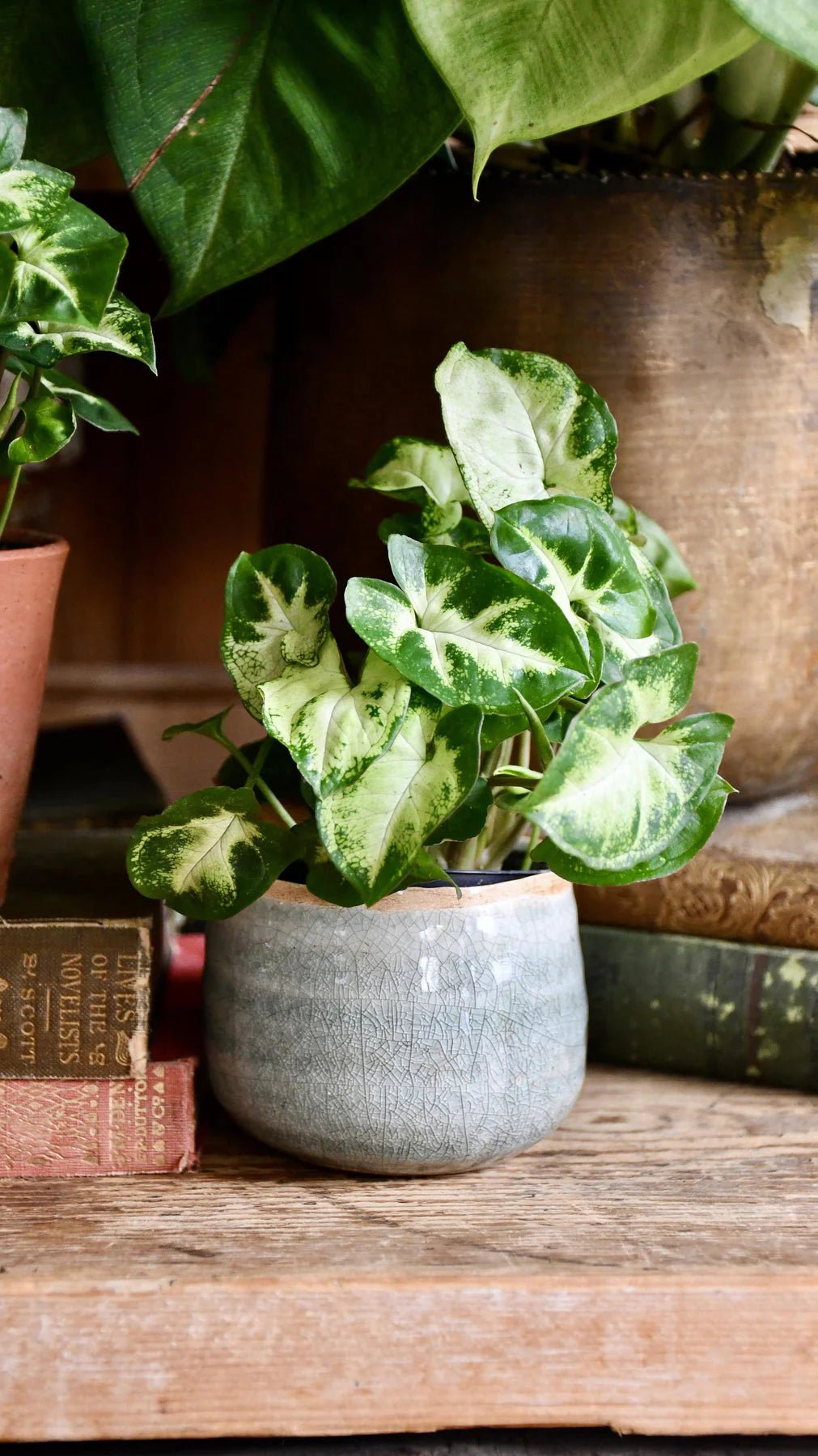 Syngonium 'Mini Pixie' - Ladybird Nursery