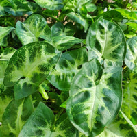 Syngonium 'Mini Pixie' - Ladybird Nursery