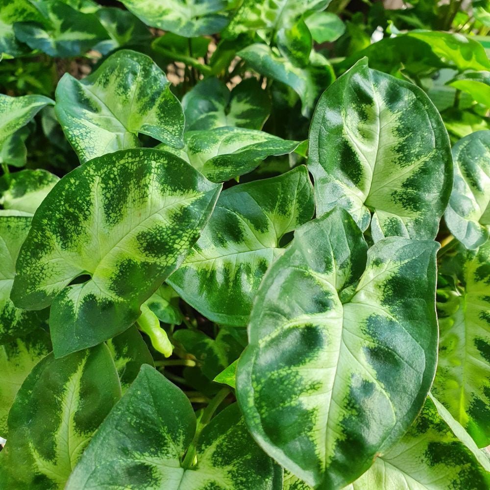 Syngonium 'Mini Pixie' - Ladybird Nursery
