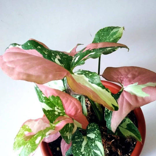 Syngonium 'Red Spot' - Ladybird Nursery