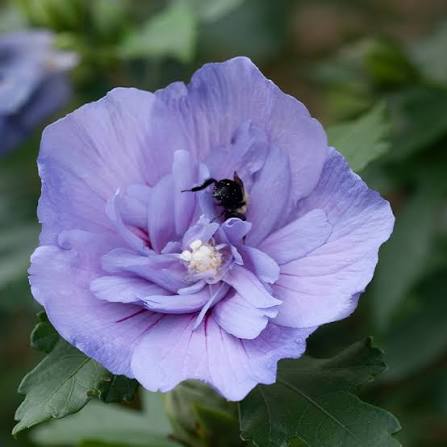 Hibiscus Syriacus 'Blue' - Ladybird Nursery