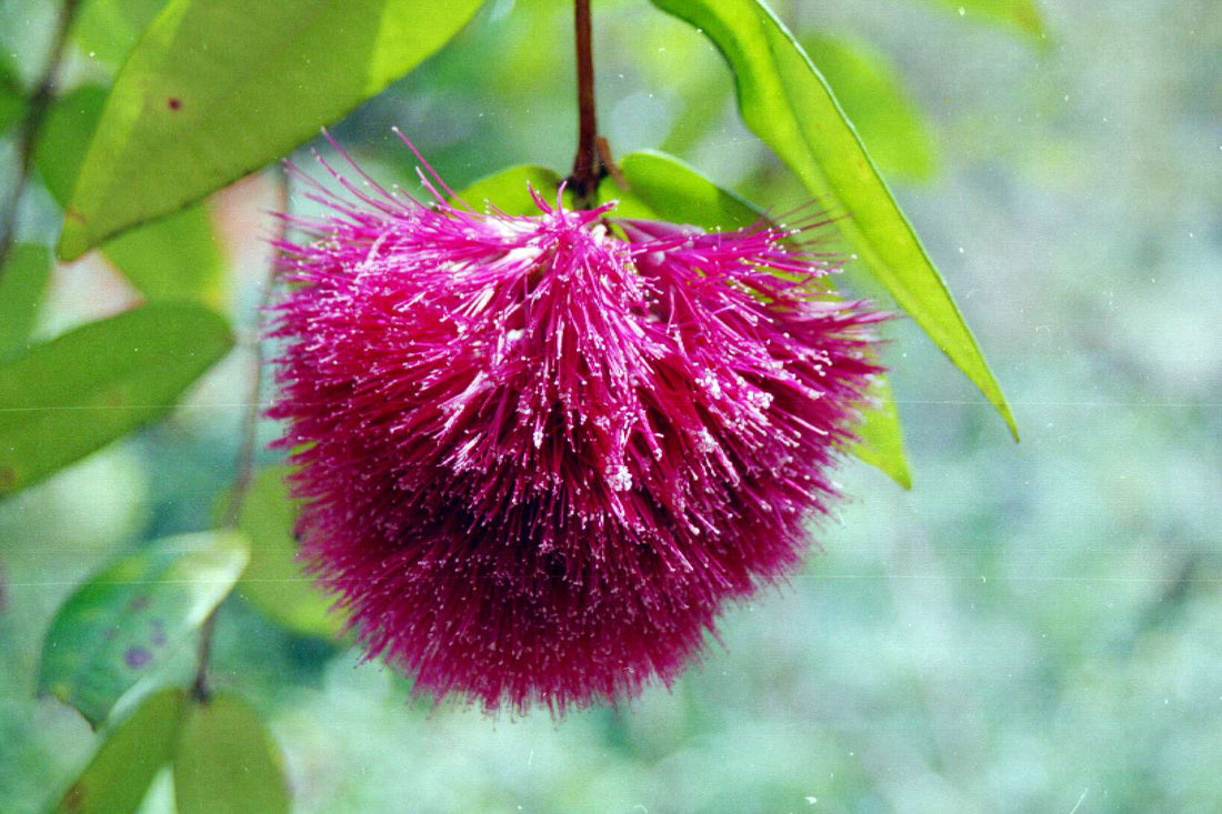 Powder Puff Lilly Pilly (Syzygium wilsonii) - Ladybird Nursery