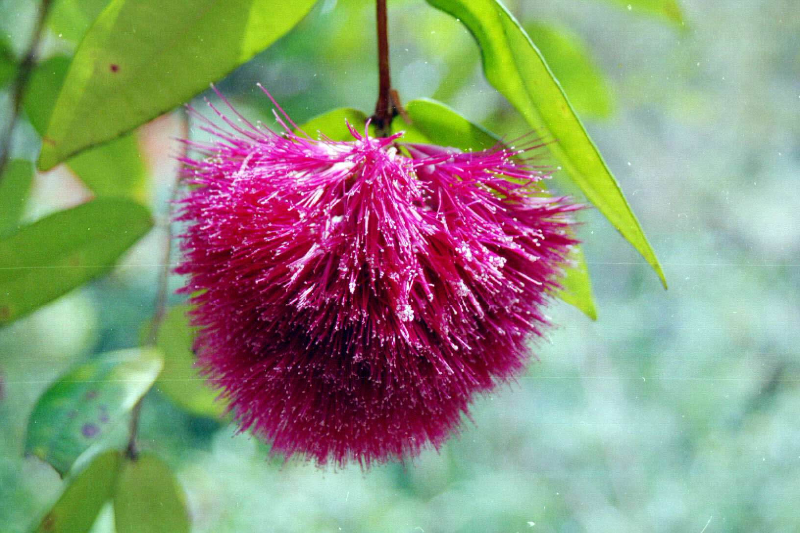 Powder Puff Lilly Pilly (Syzygium wilsonii)