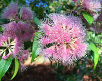 Syzygium Cascade