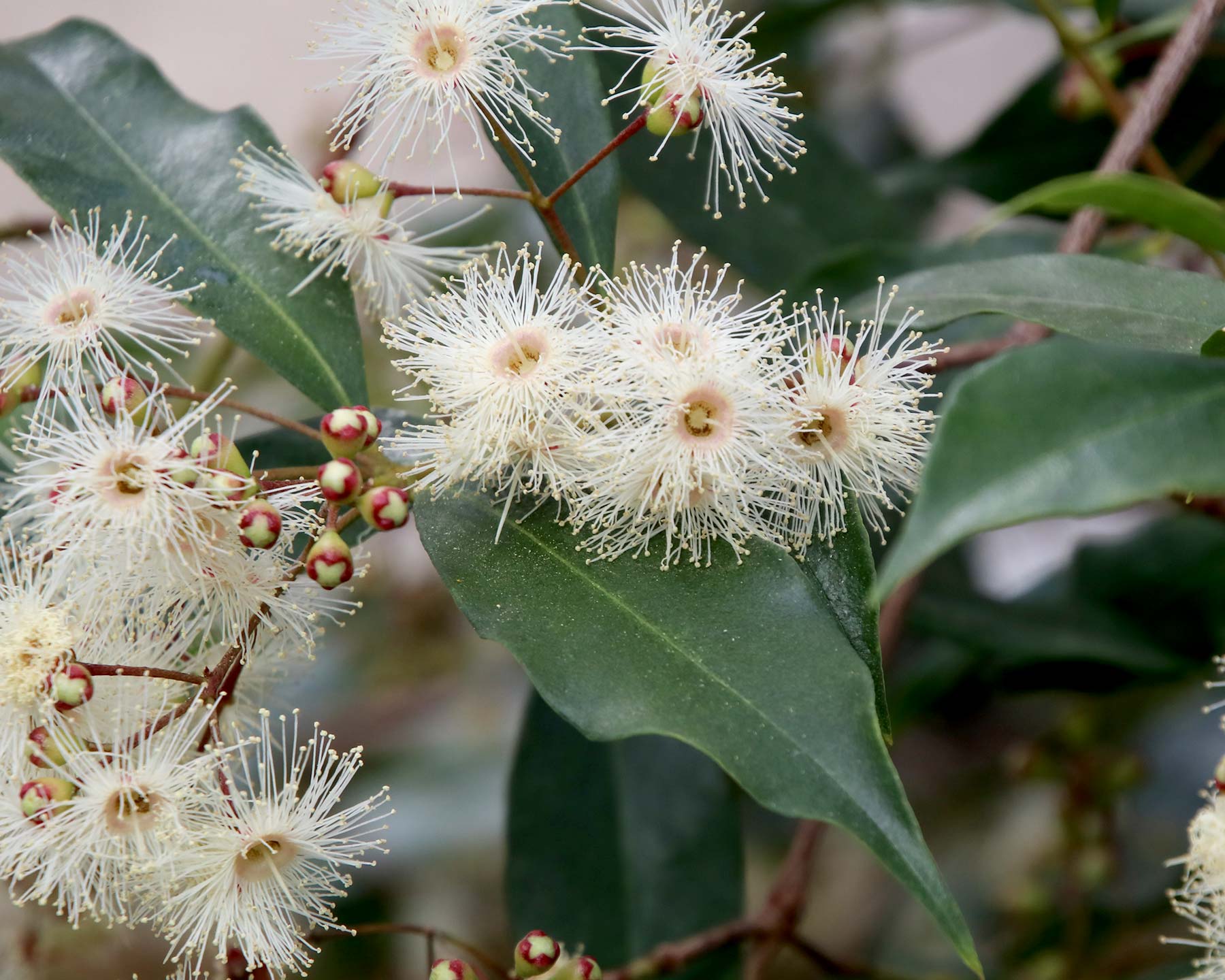 Blue Lilly Pilly (Syzygium oleosum)
