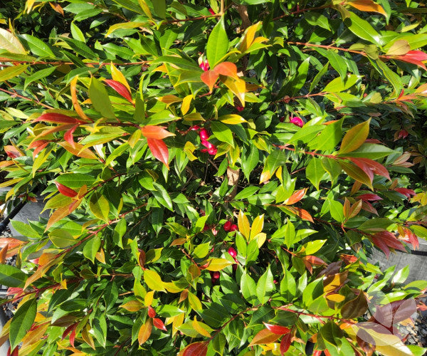Lilly Pilly Plum Magic (Syzygium australe)