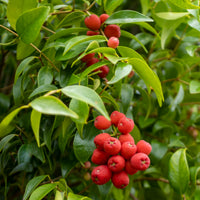 Riberry (Syzygium luehmannii)