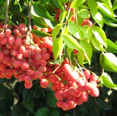 Riberry (Syzygium luehmannii) - Ladybird Nursery