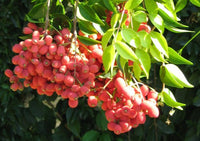 Riberry (Syzygium luehmannii) - Ladybird Nursery