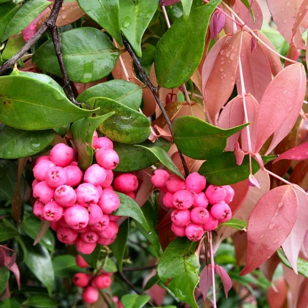 Riberry (Syzygium luehmannii)