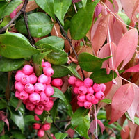 Riberry (Syzygium luehmannii)