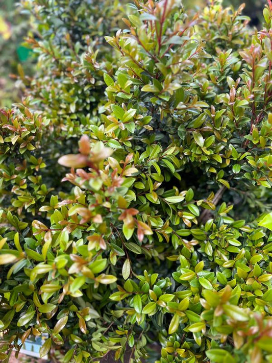 Lilly Pilly Straight and Narrow™ (Syzygium australe) - Ladybird Nursery
