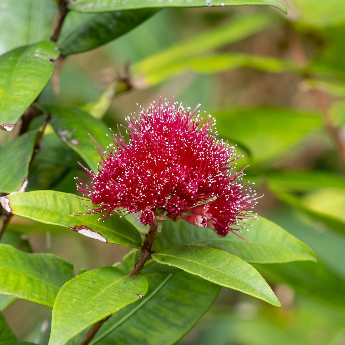 Powder Puff Lilly Pilly (Syzygium wilsonii) - Ladybird Nursery