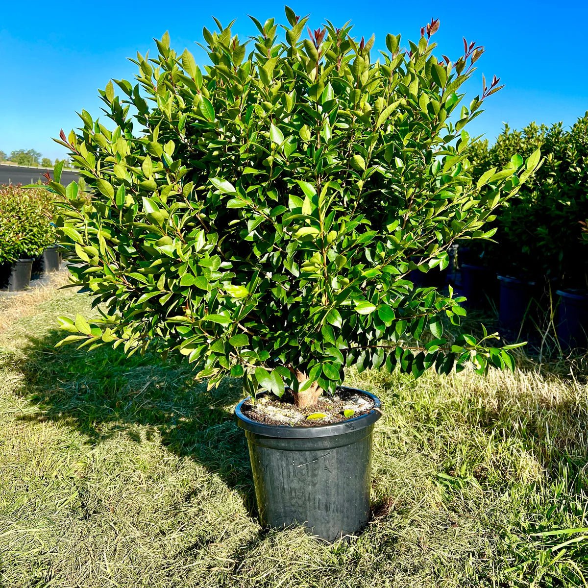 Lilly Pilly Baby Boomer Topiary Standards 300mm Pots (PICKUP ONLY) - Ladybird Nursery