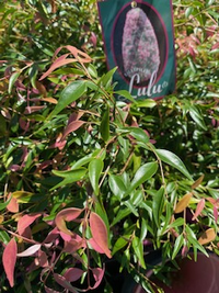 Riberry 'Lulu' (Syzygium luehmannii) - Ladybird Nursery
