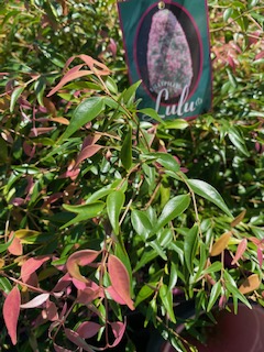 Riberry 'Lulu' (Syzygium luehmannii) - Ladybird Nursery