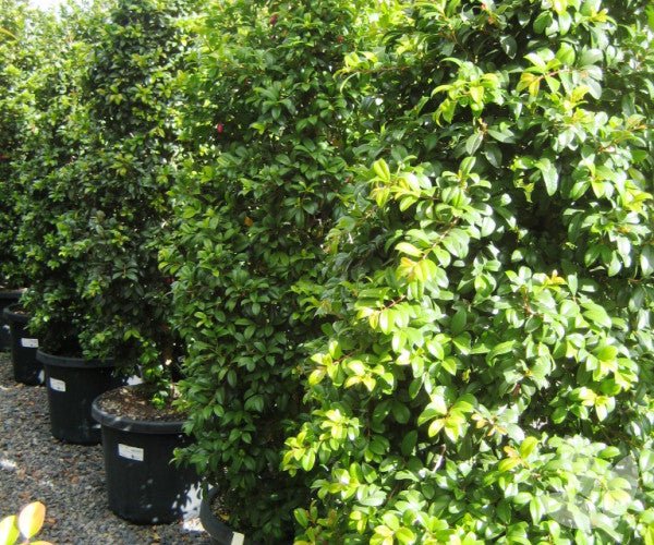Lilly Pilly PINNACLE™ (Syzygium australe) - Ladybird Nursery
