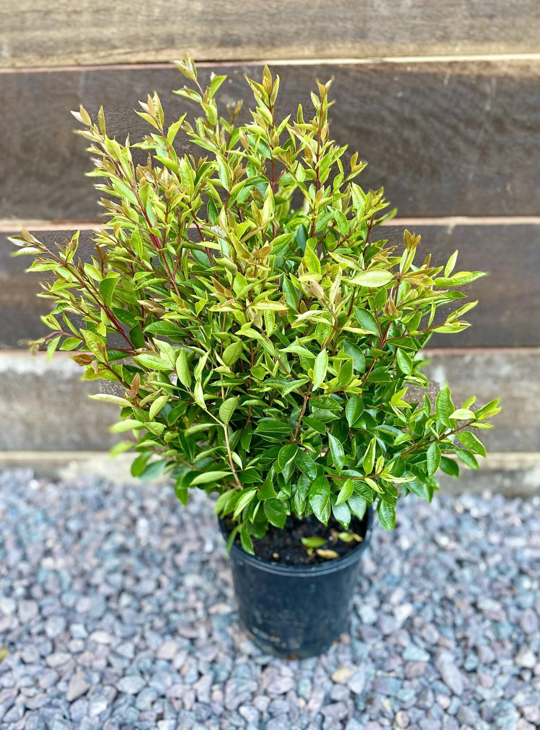 Lilly Pilly Baby Boomer (Syzygium australe)