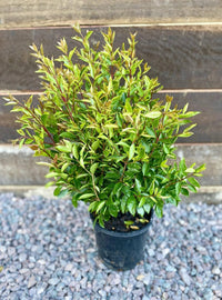 Lilly Pilly Baby Boomer (Syzygium australe) - Ladybird Nursery