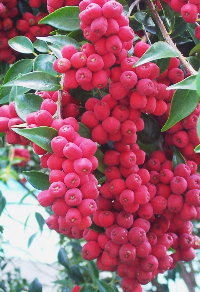 Riberry Little Denise (Syzygium luehmannii) - Ladybird Nursery