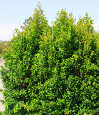 Lilly Pilly PINNACLE™ (Syzygium australe)