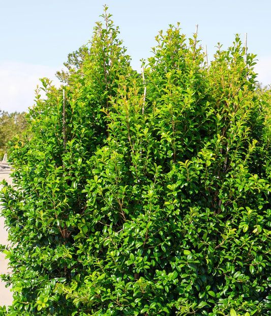 Lilly Pilly PINNACLE™ (Syzygium australe)