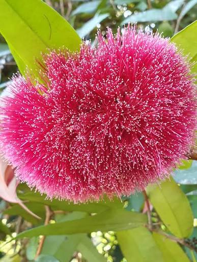Johnstone River Satinash (Syzygium erythrocalyx) - Ladybird Nursery