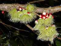Johnstone River Satinash (Syzygium erythrocalyx) - Ladybird Nursery