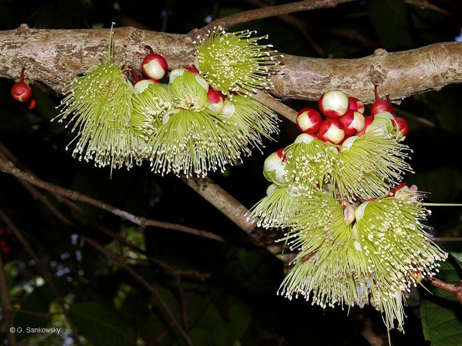Johnstone River Satinash (Syzygium erythrocalyx) - Ladybird Nursery