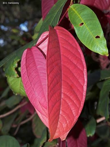 Johnstone River Satinash (Syzygium erythrocalyx) - Ladybird Nursery