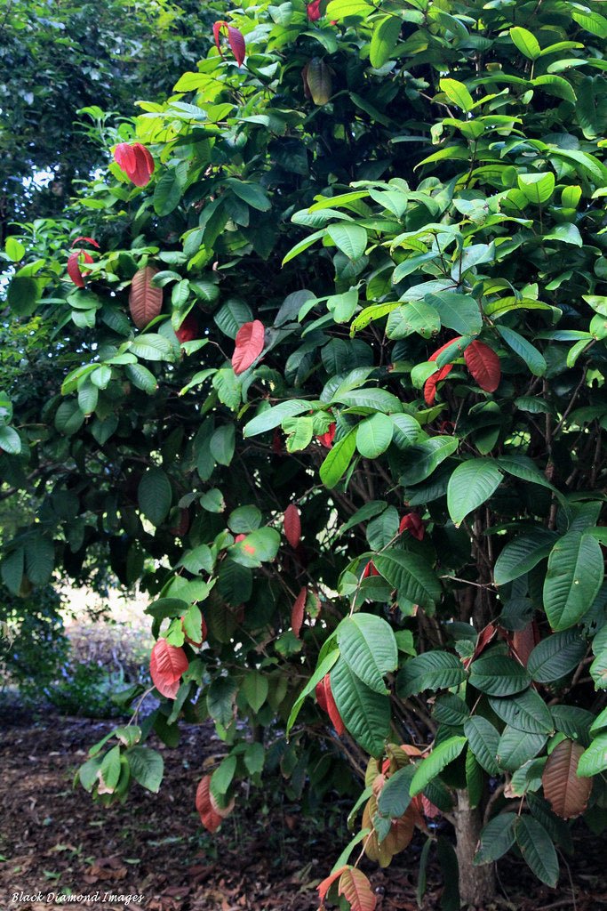 Johnstone River Satinash (Syzygium erythrocalyx) - Ladybird Nursery