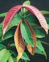 Johnstone River Satinash (Syzygium erythrocalyx) - Ladybird Nursery