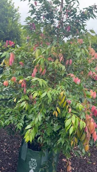 Johnstone River Satinash (Syzygium erythrocalyx) - Ladybird Nursery