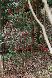 Johnstone River Satinash (Syzygium erythrocalyx) - Ladybird Nursery