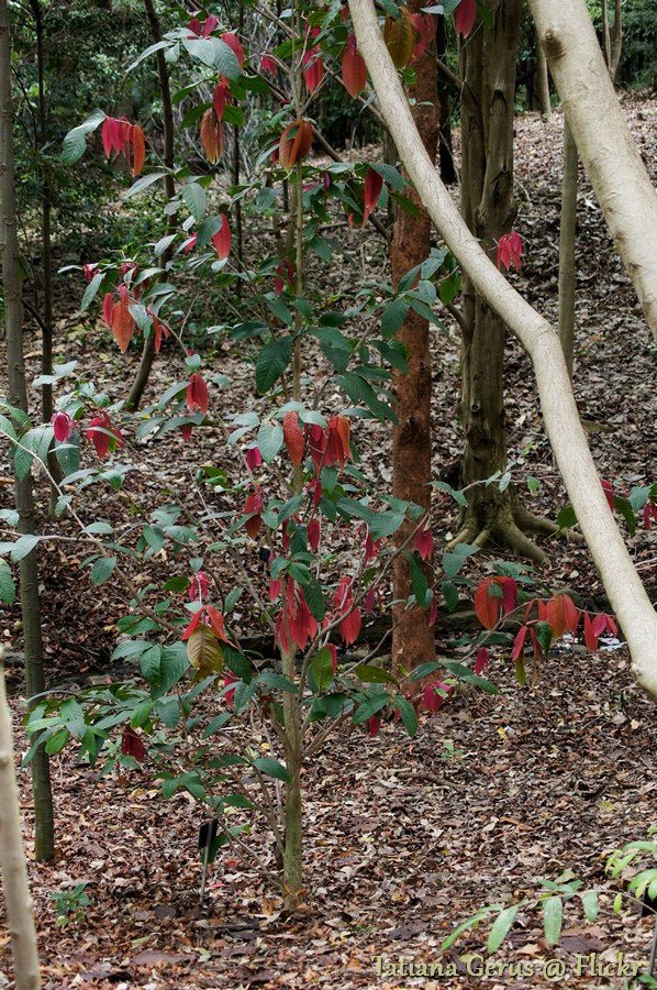 Johnstone River Satinash (Syzygium erythrocalyx) - Ladybird Nursery