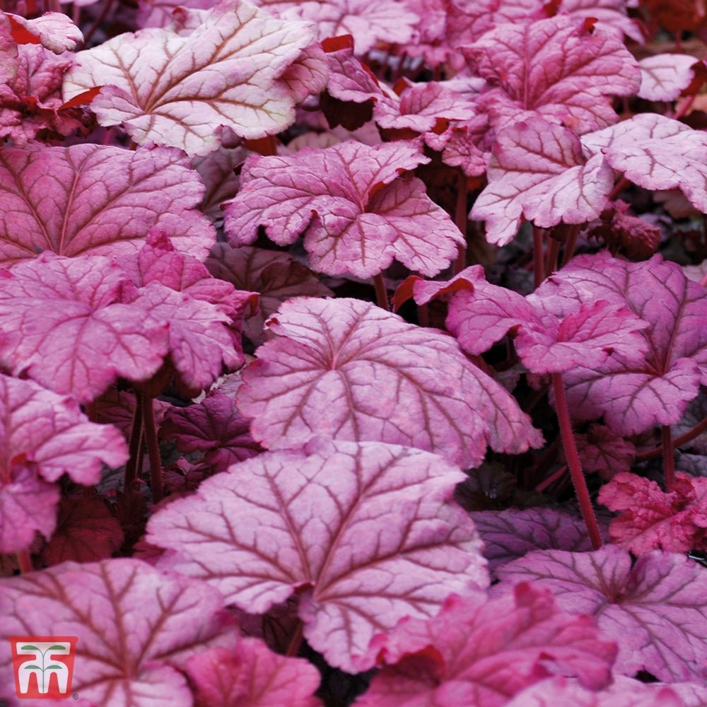 Heuchera 'Berry Smoothie' - Ladybird Nursery