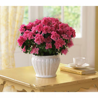 Azalea Assorted Standards