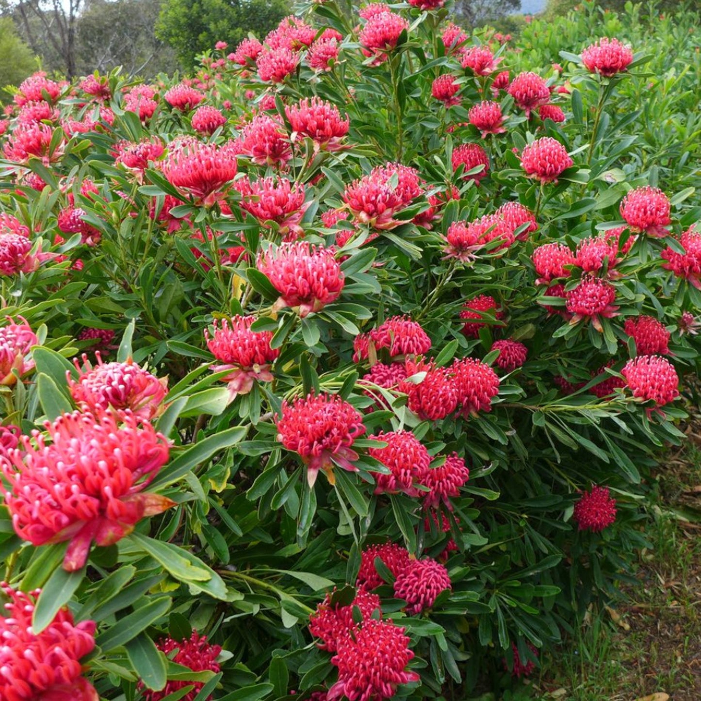 Waratah Essies Gift (Telopea)