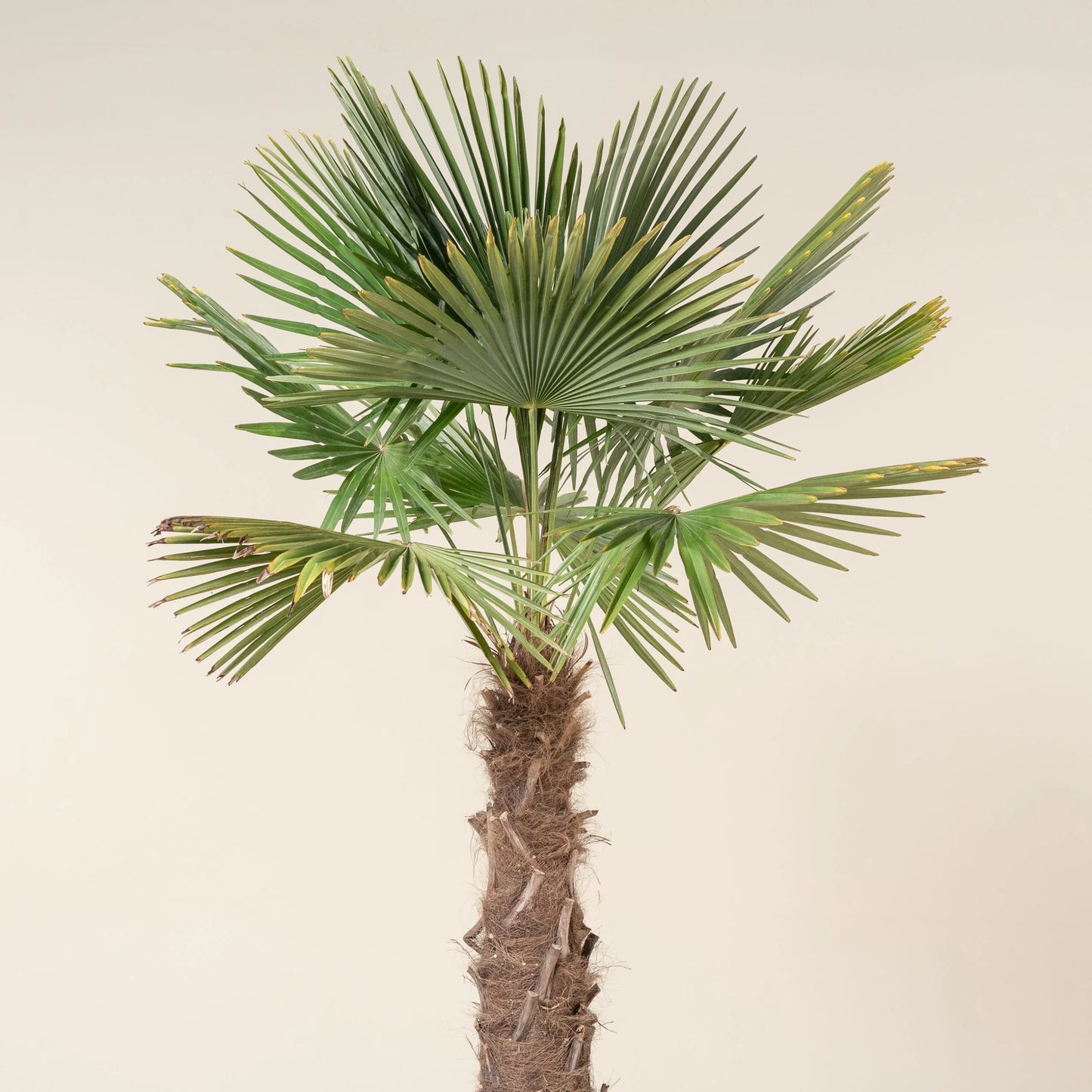 Windmill Palm (Trachycarpus fortunei)