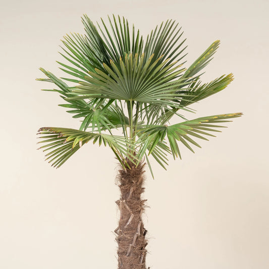 Windmill Palm (Trachycarpus fortunei)