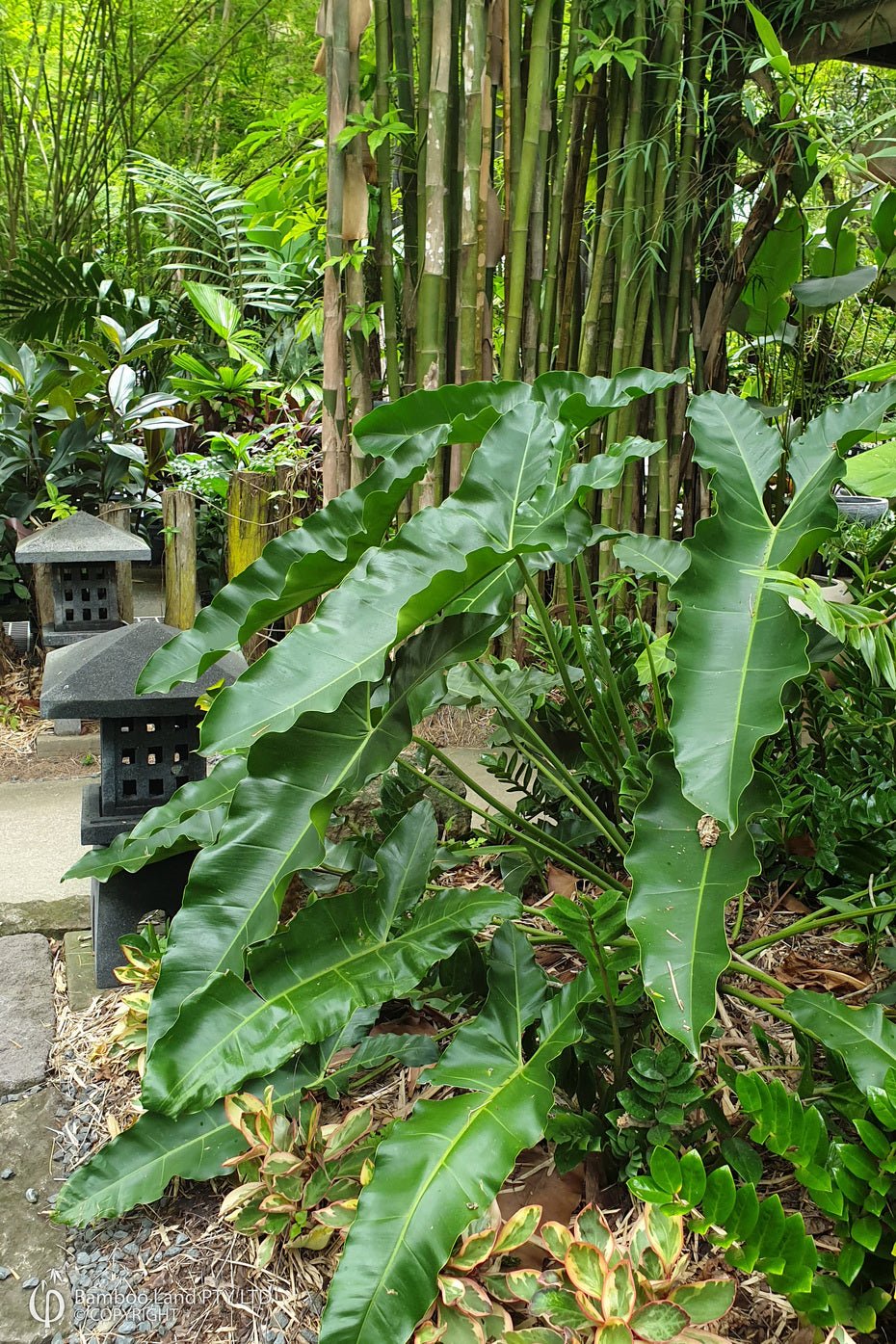 Philodendron (Philodendron stenolobum) - Ladybird Nursery
