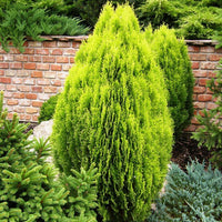 Dwarf Thuja Aurea Nana Advanced Size 300mm pots PICK UP ONLY