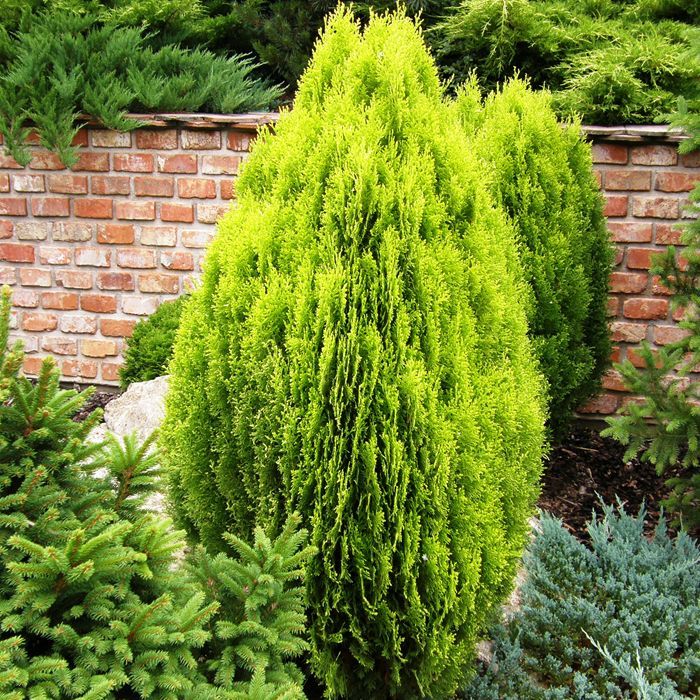 Thuja Golden Biota – Advanced 300mm Pot (Pickup Only) - Ladybird Nursery