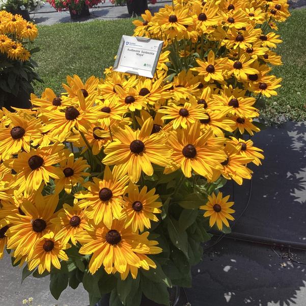Rudbeckia Sunbeckia Black-eyed Susan Maya