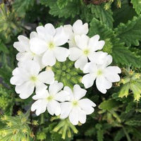 Verbena Vanessa Top White (Verbena)