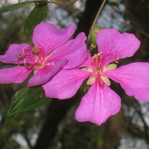 Tibouchina Alstonville (Tibouchina lepidota)