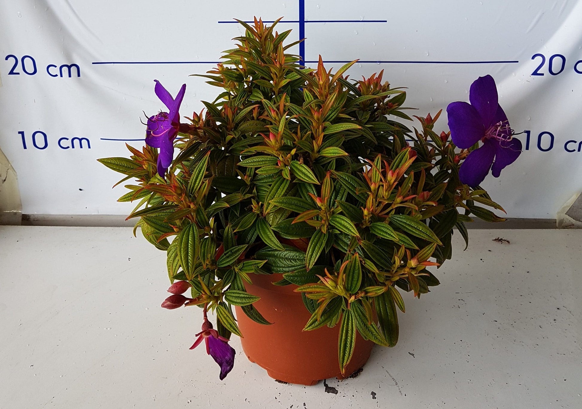 Tobouchina Groovy Baby