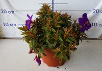 Tobouchina Groovy Baby