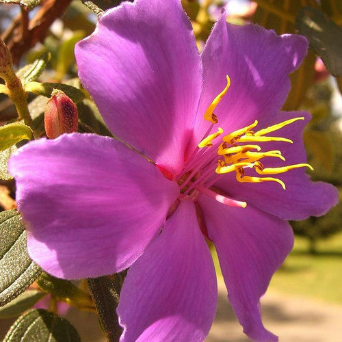 Tibouchina Alstonville (Tibouchina lepidota)