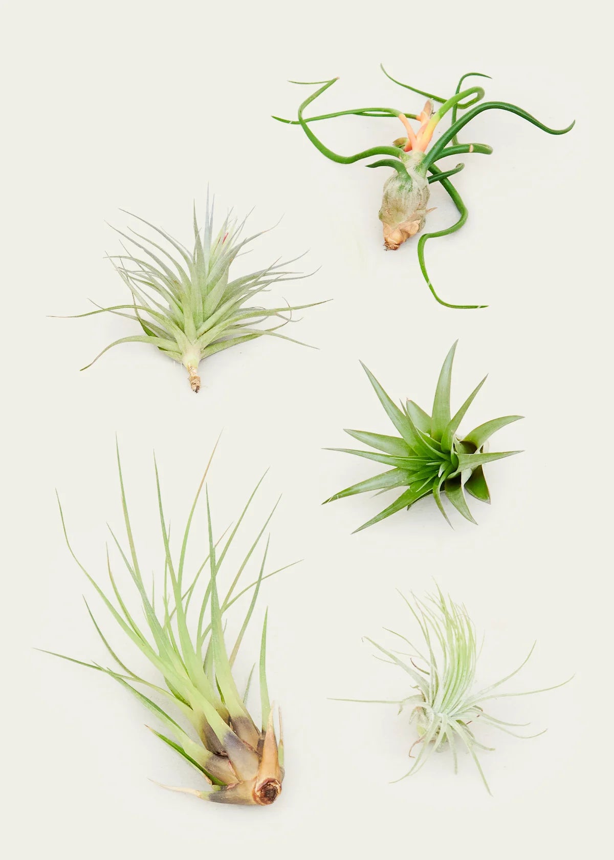 Assorted (Tillandsia / Air Plants)
